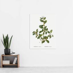 "Artery8 Italian Buckthorn Botanical Redoute Vintage Wall Art Print Poster in White - Size: W12"" x H16""" - thumbnail 4