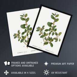 "Artery8 Italian Buckthorn Botanical Redoute Vintage Wall Art Print Poster in White - Size: W12"" x H16""" - thumbnail 2