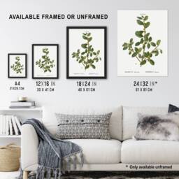 "Artery8 Italian Buckthorn Botanical Redoute Vintage Wall Art Print Poster in White - Size: W12"" x H16""" - thumbnail 3