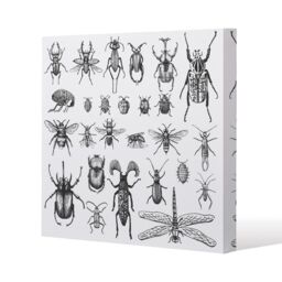 Benjamin Tate Design fleas many species in vintage old hand drawn style (Canvas Print) / 61 x 61 x 4cm in Natural - Size: 61 x 61 x 4 cm - thumbnail 1