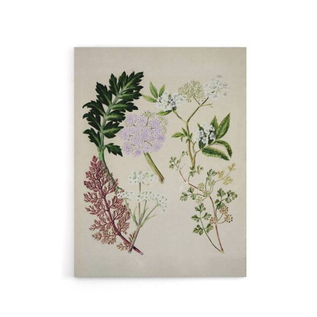 "Artery8 New Zealand Ligosticum Latifolium Flowers Featon Canvas Wall Art Print in Beige - Size: W18"" x H24""" - image 1