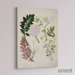 "Artery8 New Zealand Ligosticum Latifolium Flowers Featon Canvas Wall Art Print in Beige - Size: W18"" x H24""" - thumbnail 2