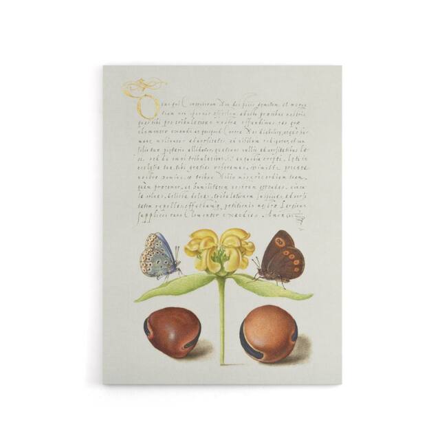 "Artery8 Moths Jerusalem Sage & Beans Calligraphy Canvas Wall Art Print in White - Size: W18"" x H24""" - image 1