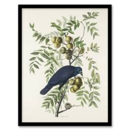 "Artery8 American Crow on Walnut Tree Audubon Nature Framed Wall Art Print in White - Size: W12"" x H16""" - thumbnail 1