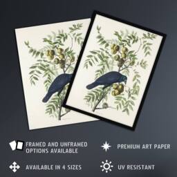 "Artery8 American Crow on Walnut Tree Audubon Nature Framed Wall Art Print in White - Size: W12"" x H16""" - thumbnail 2