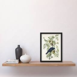 "Artery8 American Crow on Walnut Tree Audubon Nature Framed Wall Art Print in White - Size: W12"" x H16""" - thumbnail 4