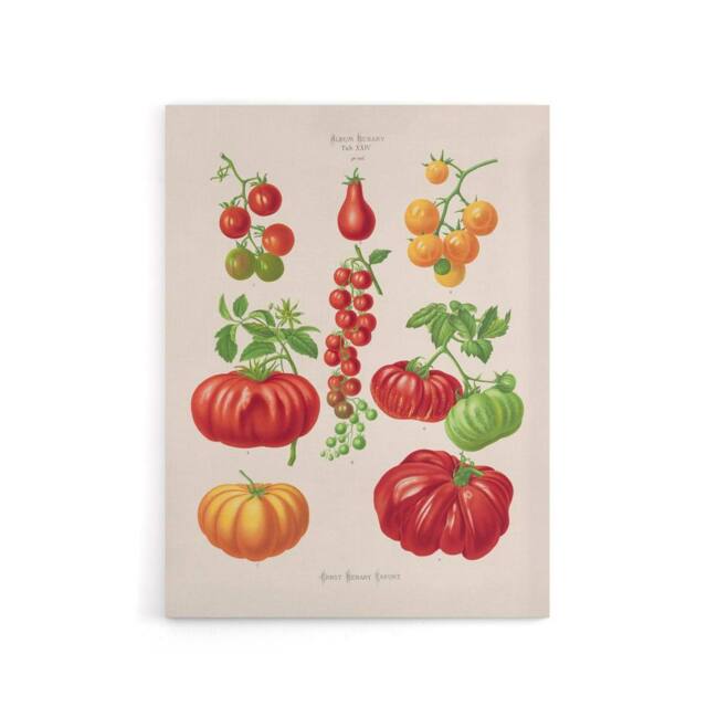 "Artery8 Tomatoes or Love Apples Ernst Benary Canvas Wall Art Print in White - Size: W12"" x H16""" - image 1