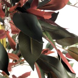 Leaf 120cm (4ft) Artificial Dark Red Green Ficus Plant - Extra Large - thumbnail 6