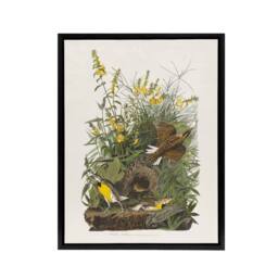 "Artery8 Meadowlark Bird False Foxglove Audubon Black Framed Canvas Wall Art in White - Size: W12"" x H16""" - thumbnail 1