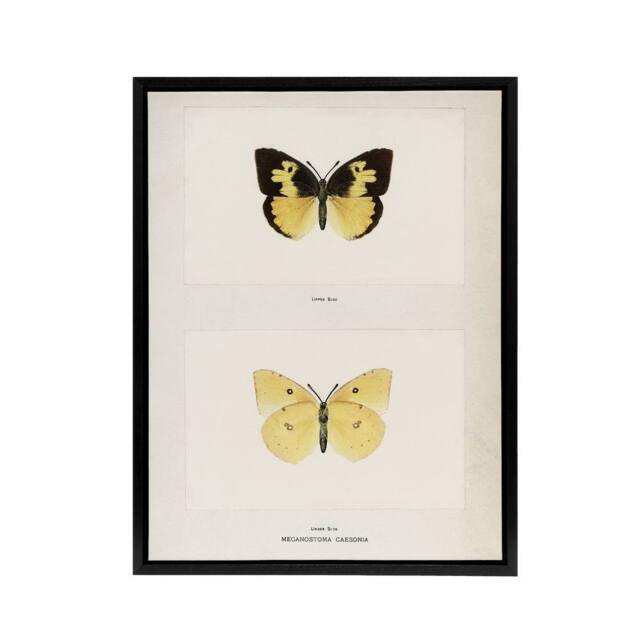 "Artery8 Southern Dogface Butterfly Sherman Denton Framed Canvas Wall Art Print in White - Size: W12"" x H16""" - image 1