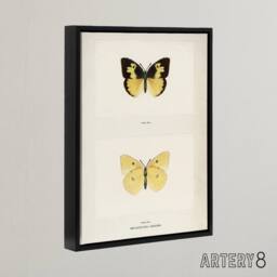 "Artery8 Southern Dogface Butterfly Sherman Denton Framed Canvas Wall Art Print in White - Size: W12"" x H16""" - thumbnail 2