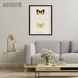 "Artery8 Southern Dogface Butterfly Sherman Denton Framed Canvas Wall Art Print in White - Size: W12"" x H16""" - thumbnail 3