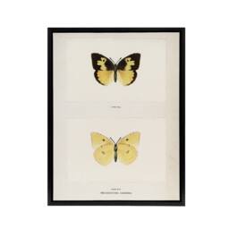 "Artery8 Southern Dogface Butterfly Sherman Denton Framed Canvas Wall Art Print in White - Size: W12"" x H16""" - thumbnail 1