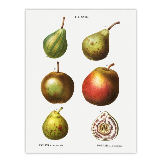 "Artery8 Pear Varieties Illustration Redoute Vintage Wall Art Print Poster in White - Size: W12"" x H16""" - image 1