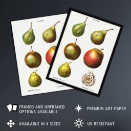 "Artery8 Pear Varieties Illustration Redoute Vintage Wall Art Print Poster in White - Size: W12"" x H16""" - thumbnail 2