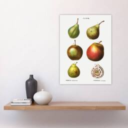"Artery8 Pear Varieties Illustration Redoute Vintage Wall Art Print Poster in White - Size: W12"" x H16""" - thumbnail 4