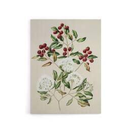 "Artery8 New Zealand Maire Tawake Tree Flowers Featon Canvas Wall Art Print in Beige - Size: W12"" x H16""" - thumbnail 1