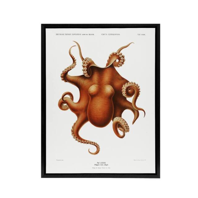 "Artery8 Octopus Vintage Illustration Carl Chun Framed Canvas Wall Art Print in White - Size: W12"" x H16""" - image 1