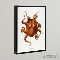 "Artery8 Octopus Vintage Illustration Carl Chun Framed Canvas Wall Art Print in White - Size: W12"" x H16""" - thumbnail 2