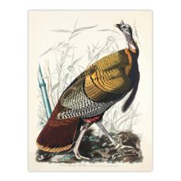 Artery8 John James Audubon Framed Wall Art Print Birds of America Wild Turkey in White - Size: A4 - thumbnail 3