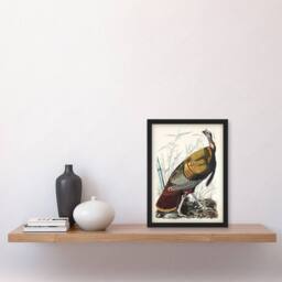 Artery8 John James Audubon Framed Wall Art Print Birds of America Wild Turkey in White - Size: A4 - thumbnail 2