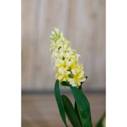 Lemon Pavilion Furniture and Decor Hyacinth (Single Stem Flower) - Plastic - Height 44 cm - Yellow - thumbnail 5