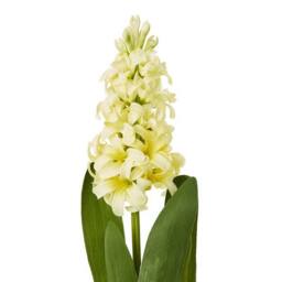 Lemon Pavilion Furniture and Decor Hyacinth (Single Stem Flower) - Plastic - Height 44 cm - Yellow - thumbnail 2