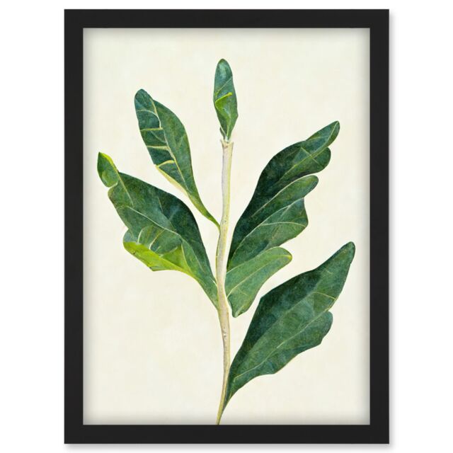 Artery8 Detail Of Rubber Fig Plant Botanical Illustration Artwork Framed Wall Art Print A4 in Black - image 1