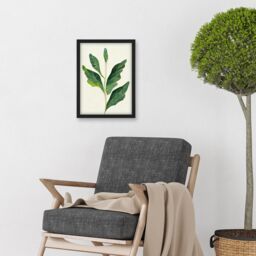 Artery8 Detail Of Rubber Fig Plant Botanical Illustration Artwork Framed Wall Art Print A4 in Black - thumbnail 2