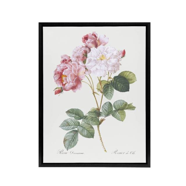 "Artery8 Pink Rosebush Flowers Redoute Vintage Black Framed Canvas Wall Art in White - Size: W12"" x H16""" - image 1