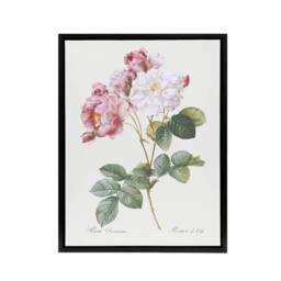 "Artery8 Pink Rosebush Flowers Redoute Vintage Black Framed Canvas Wall Art in White - Size: W12"" x H16""" - thumbnail 1