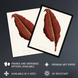 Artery8 Canna Botany Red Leaf Shirley Hibberd Vintage Framed Wall Art Print in White - Size: A4 - thumbnail 2