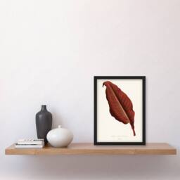 Artery8 Canna Botany Red Leaf Shirley Hibberd Vintage Framed Wall Art Print in White - Size: A4 - thumbnail 4