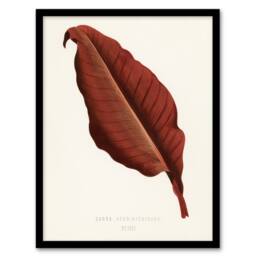 Artery8 Canna Botany Red Leaf Shirley Hibberd Vintage Framed Wall Art Print in White - Size: A4 - thumbnail 1