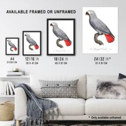 "Artery8 Psittacus Erithacus Grey Parrot Levaillant Wall Art Poster Print in White - Size: W12"" x H16""" - thumbnail 3