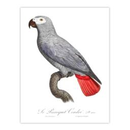 "Artery8 Psittacus Erithacus Grey Parrot Levaillant Wall Art Poster Print in White - Size: W12"" x H16""" - thumbnail 1