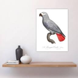 "Artery8 Psittacus Erithacus Grey Parrot Levaillant Wall Art Poster Print in White - Size: W12"" x H16""" - thumbnail 4