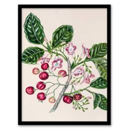 Artery8 Sarah Featon Framed Wall Art New Zealand Puriri Vitex Lucens Flowers in Beige - Size: A4 - thumbnail 1