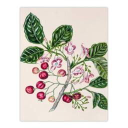 Artery8 Sarah Featon Framed Wall Art New Zealand Puriri Vitex Lucens Flowers in Beige - Size: A4 - thumbnail 3
