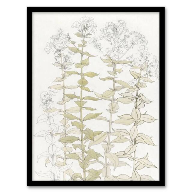 Artery8 Phlox Colour Sketch of Flowers Vintage Framed Wall Art Print Graag in White - Size: A4 - image 1