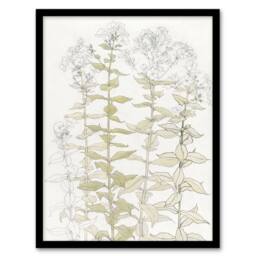 Artery8 Phlox Colour Sketch of Flowers Vintage Framed Wall Art Print Graag in White - Size: A4 - thumbnail 1