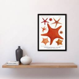 Artery8 Vintage Marine Life Starfish Species Varieties Framed Wall Art Print in White - Size: A4 - thumbnail 2