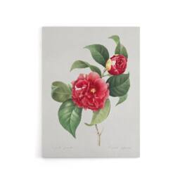 "Artery8 Camelia Floral Illustration Redoute Vintage Canvas Wall Art in White - Size: W18"" x H24""" - thumbnail 1
