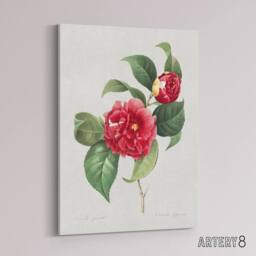 "Artery8 Camelia Floral Illustration Redoute Vintage Canvas Wall Art in White - Size: W18"" x H24""" - thumbnail 2