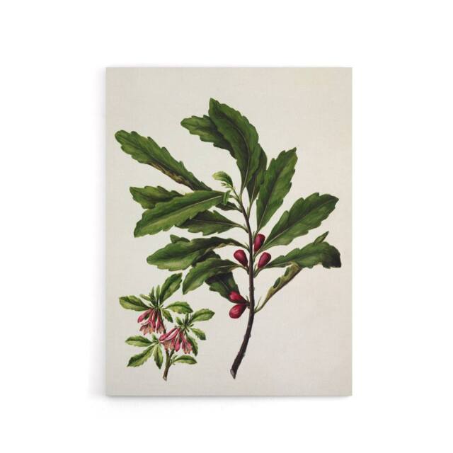 "Artery8 New Zealand Toropapa Flowering Plant Featon Canvas Wall Art Print in Beige - Size: W12"" x H16""" - image 1