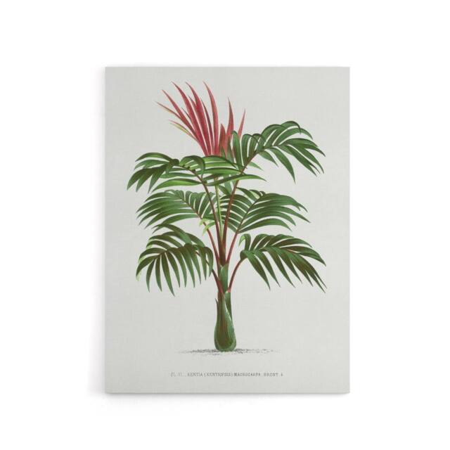 "Artery8 Kentiopsis Macrocarpa Palm Tree Kerchove Canvas Wall Art Print in White - Size: W12"" x H16""" - image 1