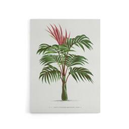 "Artery8 Kentiopsis Macrocarpa Palm Tree Kerchove Canvas Wall Art Print in White - Size: W12"" x H16""" - thumbnail 1