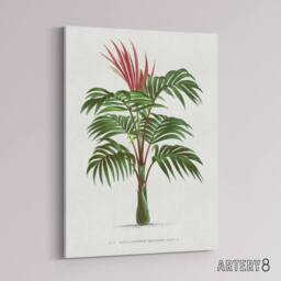"Artery8 Kentiopsis Macrocarpa Palm Tree Kerchove Canvas Wall Art Print in White - Size: W12"" x H16""" - thumbnail 2
