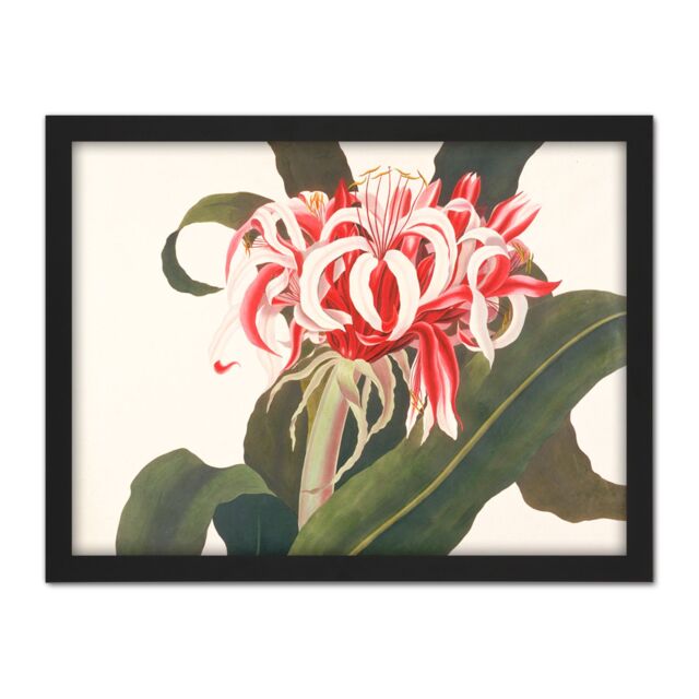 "Artery8 Wall Art Print Bury Havell Giant Spider Lily Queen Emma Flower Large Framed Wall Décor Art in White - Size: W18"" x H24""" - image 1