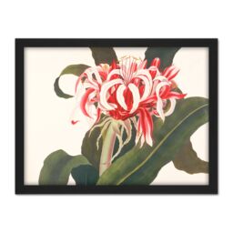 "Artery8 Wall Art Print Bury Havell Giant Spider Lily Queen Emma Flower Large Framed Wall Décor Art in White - Size: W18"" x H24""" - thumbnail 1